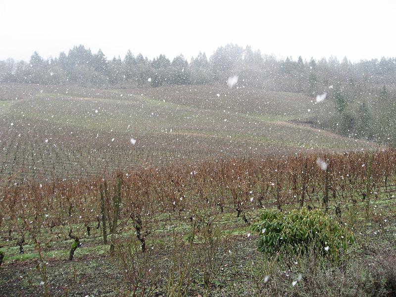 Snow in Oregon vineyard.jpg - Snow over vineyard in Oregon